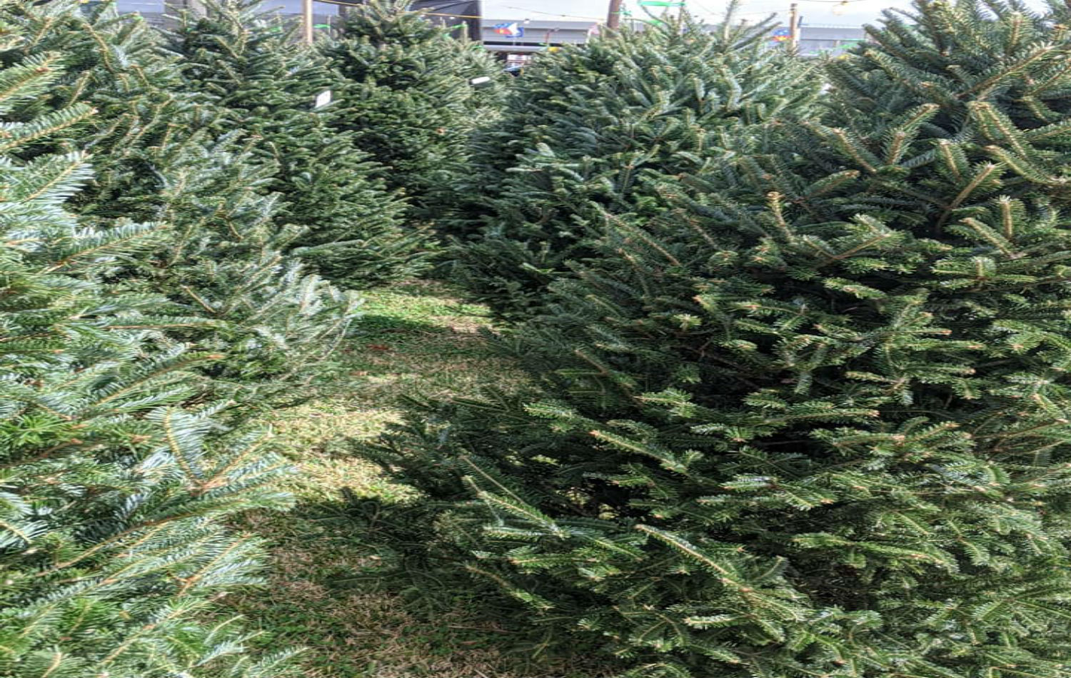 Have You Seen The Prices Of Live Christmas Trees Mustang Louisiana's Real Country